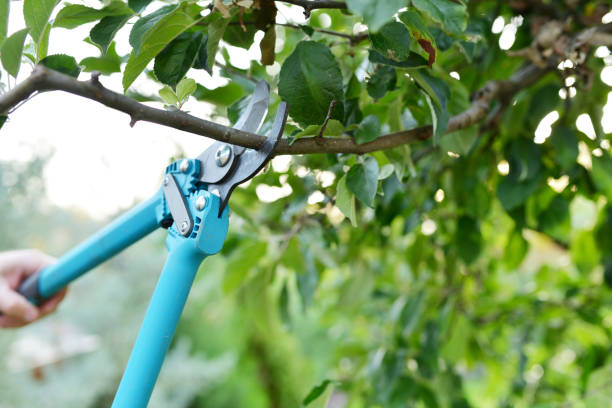 Professional Tree Service in Reed City, MI